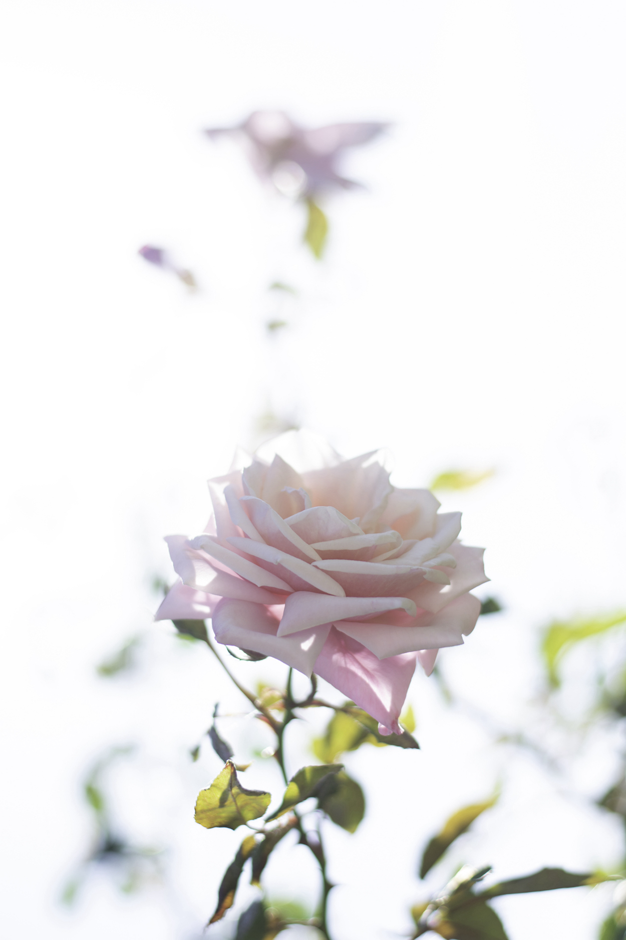 L'oiseau et la rose